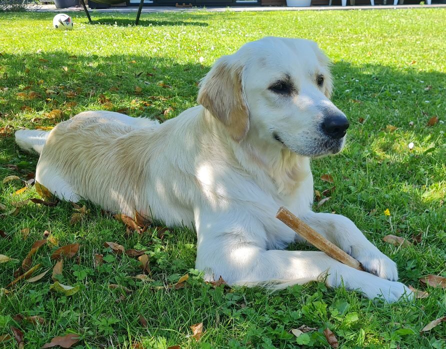 vito
